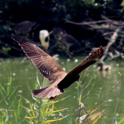 Falco di Palude, Bassa Novarese, di Osvaldo Murro