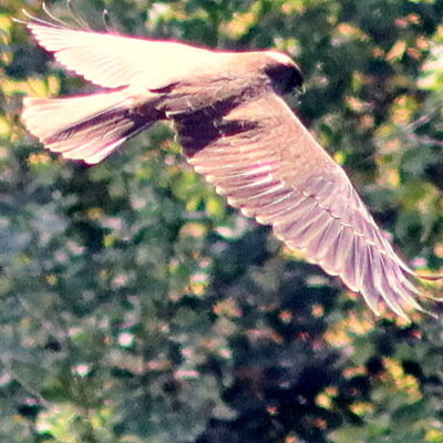 Falco di Palude, Bassa Novarese, di Osvaldo Murro