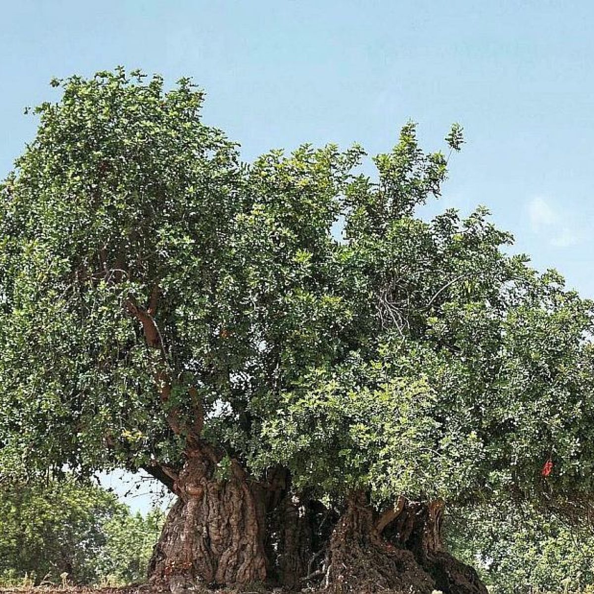 carrubo millenario sardo